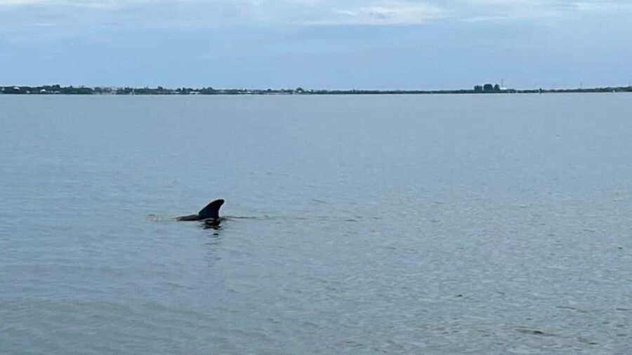 Cocoa Beach: Dolphin & Manatee Pontoon Cruise - Drinks, shade, and the small comforts