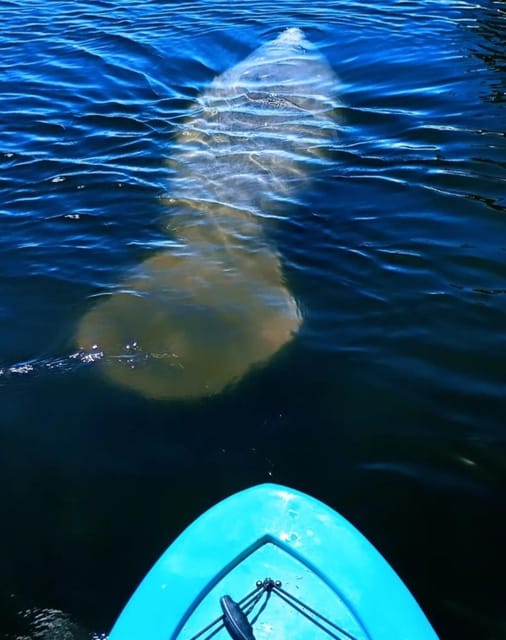 Cocoa Beach/Merritt Island: Guided Dolphin and Manatee Tour - Watching dolphins feed beside the kayaks