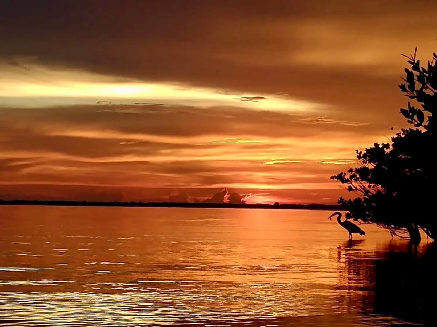 Cocoa Beach/Merritt Island: Guided Dolphin and Manatee Tour - Who should choose this kayak tour?