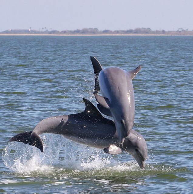 Cocoa Beach: Private 2-Hour Dolphin Sightseeing Tour - Value, timing, and cancellation