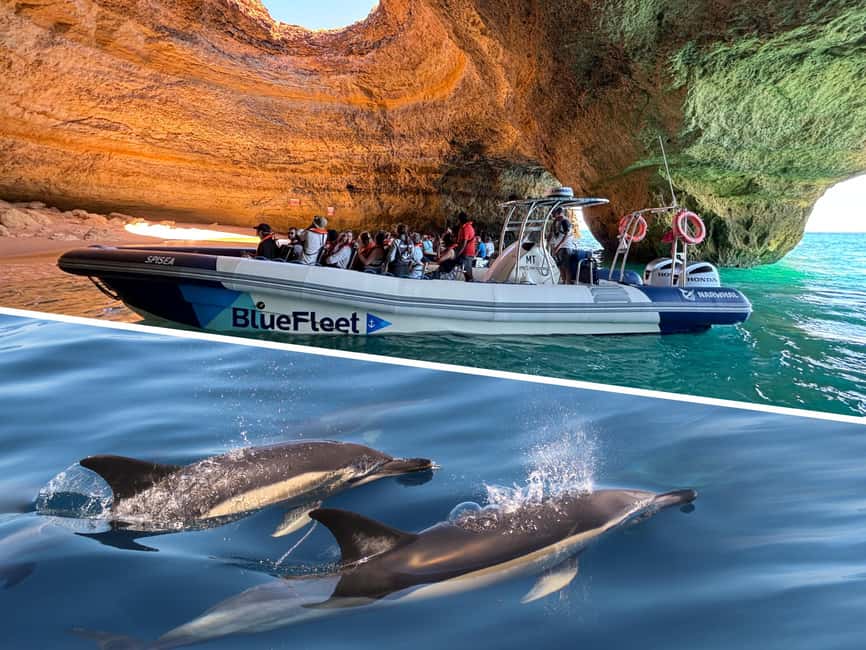 Combo: Benagil & Dolphins Boat Tour w/ Marine Biologists - Searching for dolphins with marine biologists