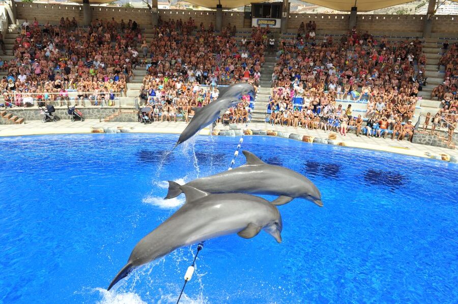 Costa Adeje: Aqualand Water Park Ticket with Dolphin Show - The bigger slides bring the main thrills