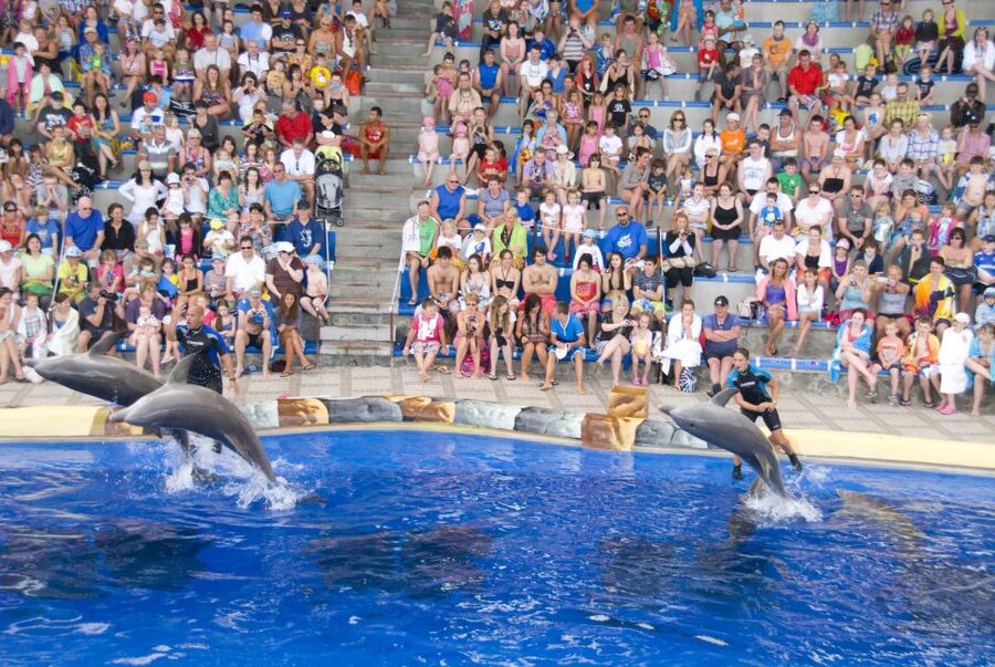 Costa Adeje: Aqualand Water Park Ticket with Dolphin Show - Isla Pirata and Puerto Pirata are the family center