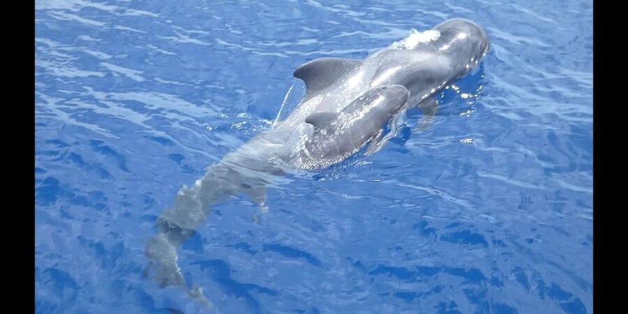 Costa Adeje: Whale and Dolphin Cruise with Food and Pickup - From hotel pickup to Pantalan 9 at Puerto Colon