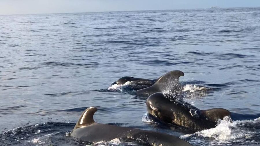 Costa Adeje: Whale and Dolphin Cruise with Food and Pickup - Boarding the Maxicat catamaran