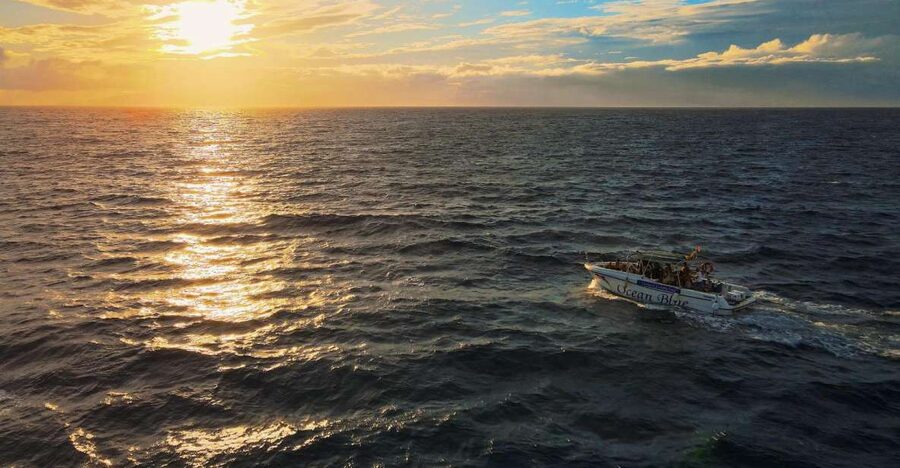 Costa Adeje: Whale and Dolphin-Watching Boat Excursion - What the two-hour route is really like
