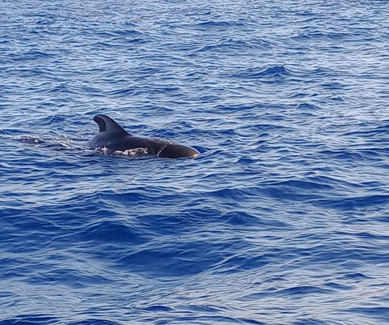Costa Adeje: Whale and Dolphin-Watching Boat Excursion - Glass-bottom viewing and open-water scenery