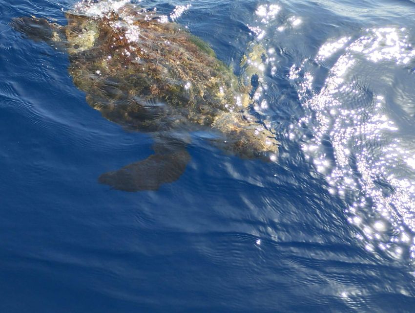 Costa Adeje: Whale and Dolphin-Watching Boat Excursion - Rough seas, delays, and other practical matters