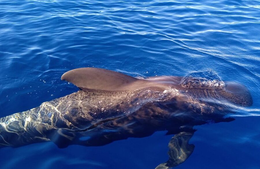 Costa Adeje: Whale and Dolphin-Watching Boat Excursion - Should you book the Ocean Blue excursion?