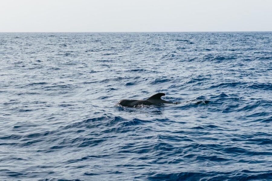 Costa Adeje: Whale & Dolphin Eco-Cruise with Snacks & Drinks - Choosing three hours or five