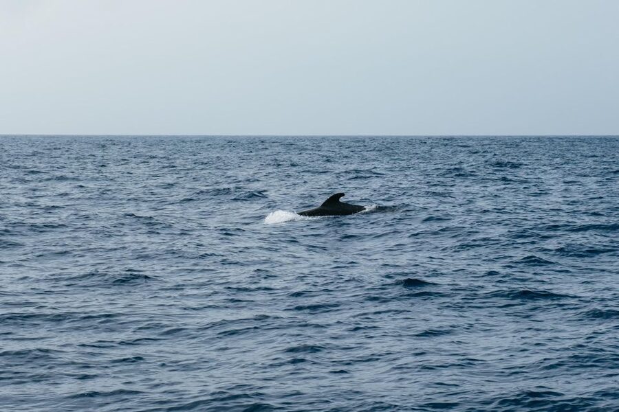 Costa Adeje: Whale & Dolphin Eco-Cruise with Snacks & Drinks - Food, drinks, and comfort on board
