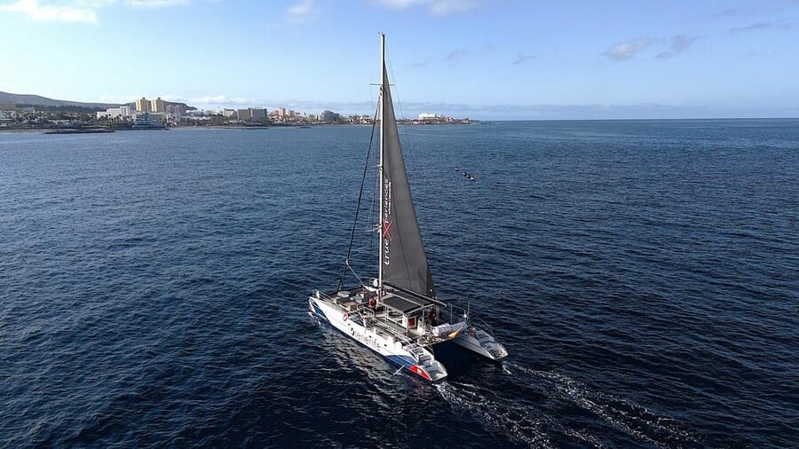 Costa Adeje: Whale & Dolphin Eco-Cruise with Snacks & Drinks - Handling waves and seasickness