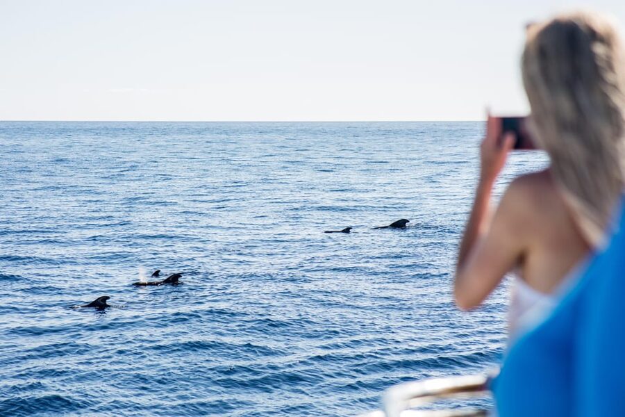 Costa Adeje: Whale & Dolphin Submarine Vision Mini Cruise - What the underwater windows really offer