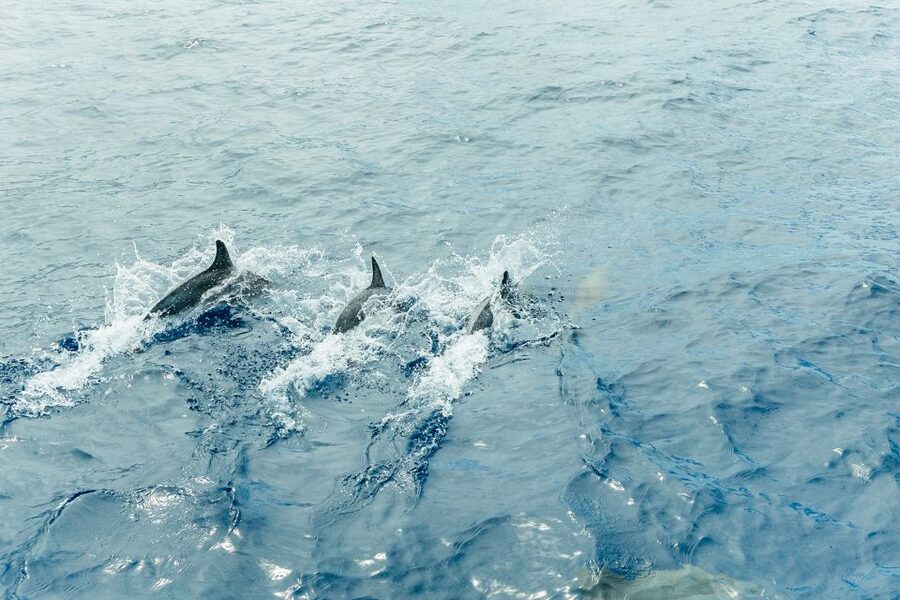 Costa Adeje: Whale & Dolphin Submarine Vision Mini Cruise - Seasickness, seating, and what to bring