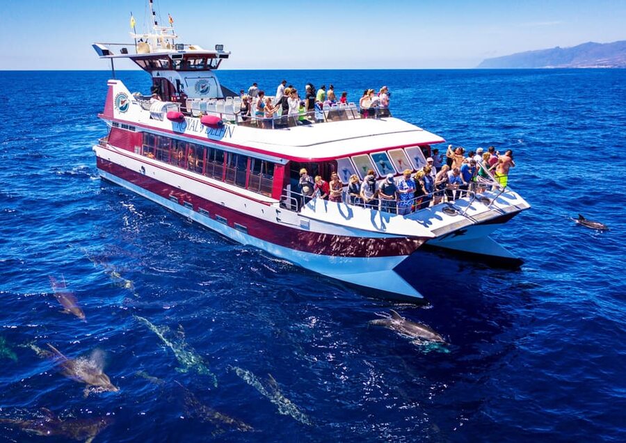 Costa Adeje: Whale & Dolphin Submarine Vision Mini Cruise - The two-hour search for pilot whales and dolphins