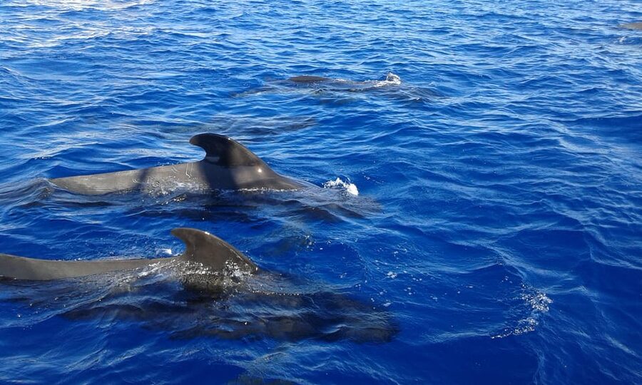 Costa Adeje: Whale & Dolphin Watching Cruise with Swim - My verdict on the Costa Adeje whale cruise