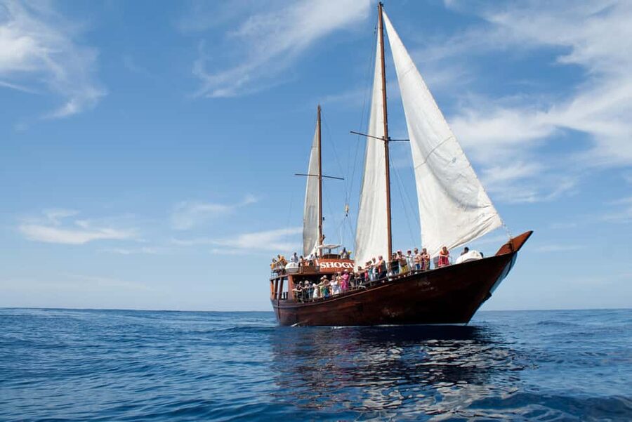 Costa Adeje: Whale & Dolphin Watching Cruise with Swim - The Atlantic swimming stop