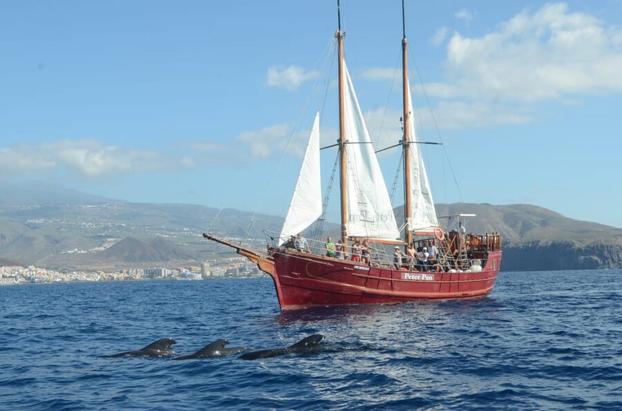 Costa Adeje: Whale & Dolphin Watching Cruise with Swim - Drinks, music, and the practical comforts onboard