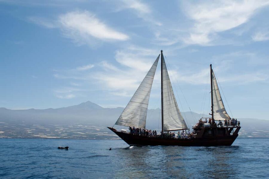 Costa Adeje: Whale & Dolphin Watching Cruise with Swim - Is $29 good value for Costa Adeje?