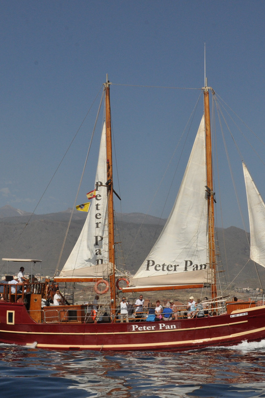 Costa Adeje: Whale & Dolphin Watching Cruise with Swim - Who will enjoy this cruise most?