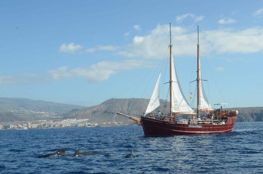 Costa Adeje: Whale & Dolphin Watching Cruise with Swim - Smart ways to prepare for the Shogun