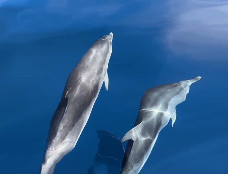 Costa Calma: Fuerteventura Dolphin Watching Boat Tour - Key points to know before you book