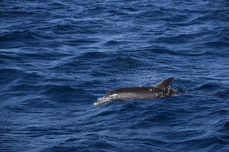 Costa Calma: Fuerteventura Dolphin Watching Boat Tour - Why this dolphin trip feels more exciting than a standard cruise
