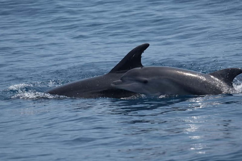 Costa Calma: Fuerteventura Dolphin Watching Boat Tour - Snorkeling equipment and what to bring