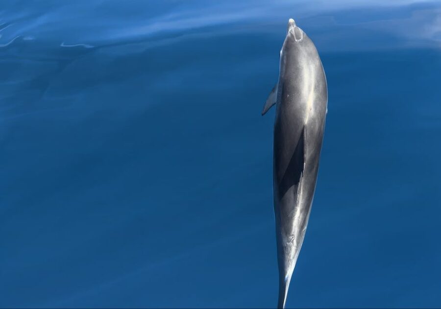 Costa Calma: Fuerteventura Dolphin Watching Boat Tour - Who will enjoy this most?