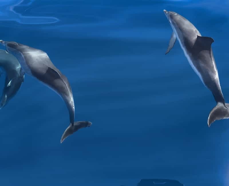 Costa Calma: Fuerteventura Dolphin Watching Boat Tour - From your hotel to the Atlantic