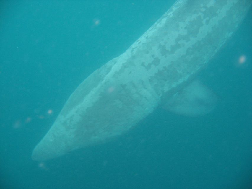 County Cork: Whale & Dolphin Watching Boat Trip - Key points to know before you book