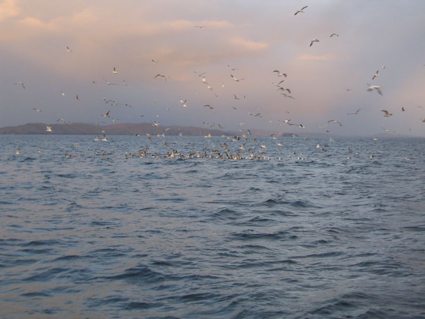 County Cork: Whale & Dolphin Watching Boat Trip - Practical details before you reserve