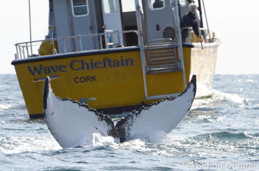 County Cork: Whale & Dolphin Watching Boat Trip - Leaving Baltimore’s North Pier on the Wave Chieftain