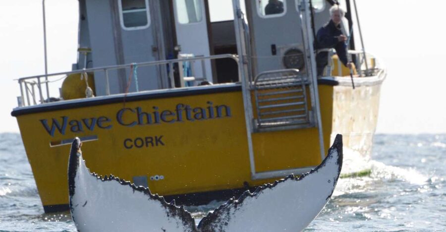 County Cork: Whale & Dolphin Watching Boat Trip - Searching for whales in open Atlantic water