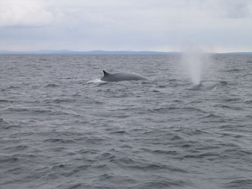 County Cork: Whale & Dolphin Watching Boat Trip - Why the boat setup matters on a three-hour trip
