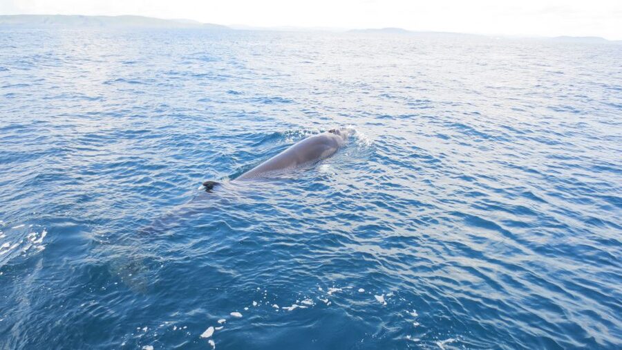 County Cork: Whale & Dolphin Watching Boat Trip - The skipper’s role, from safety to spotting