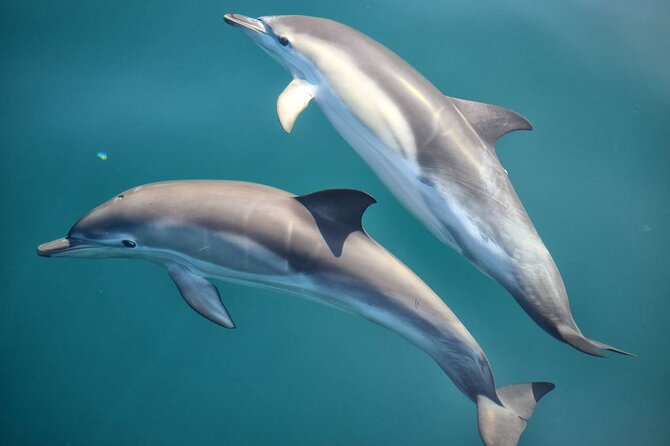 Cruise and Snorkeling with Dolphins Including Lunch from Hurghada - Setting out from Hurghada at 8:30 a.m.