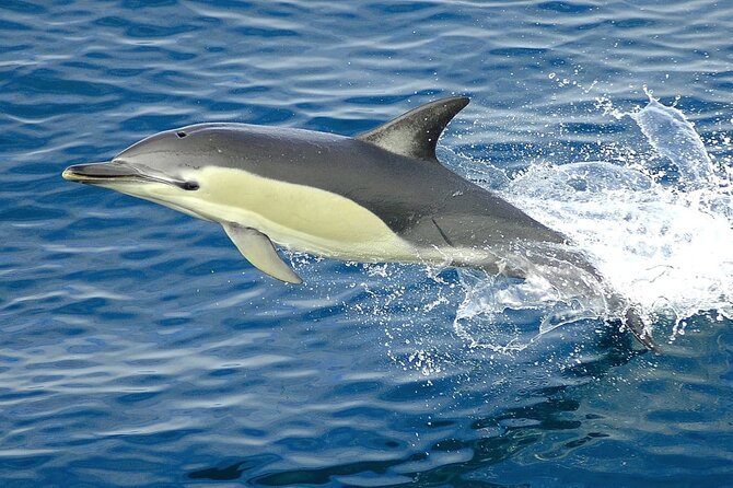 Cruise and Snorkeling with Dolphins Including Lunch from Hurghada - Lunch on board and time in the sun