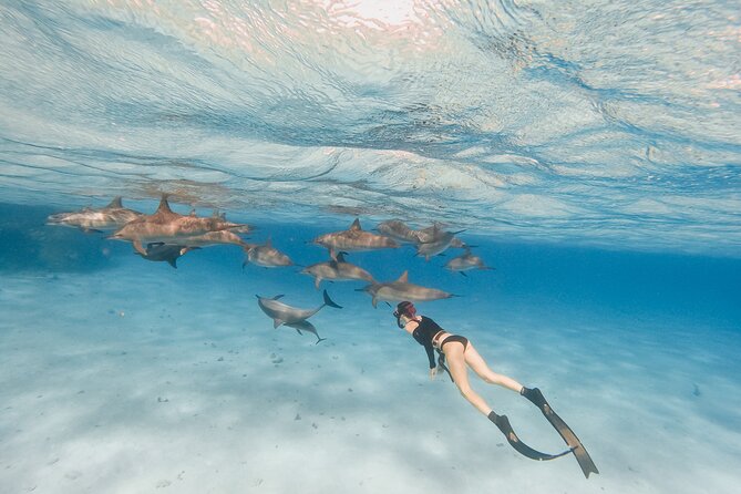 Cruise and Snorkeling with Dolphins Including Lunch from Hurghada - What the $7.46 price really gives you