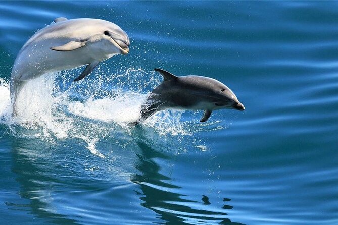 Cruise and Snorkeling with Dolphins Including Lunch from Hurghada - Who will get the most from this cruise