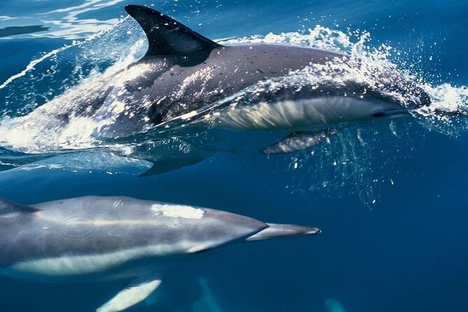 Cruise and Snorkeling with Dolphins Including Lunch from Hurghada - Two coral reef stops with equipment provided