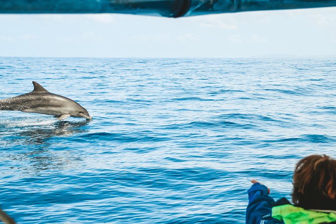 Cruise with Dolphins in Byron Bay - Starting at Lance Ferris Wharf in Ballina