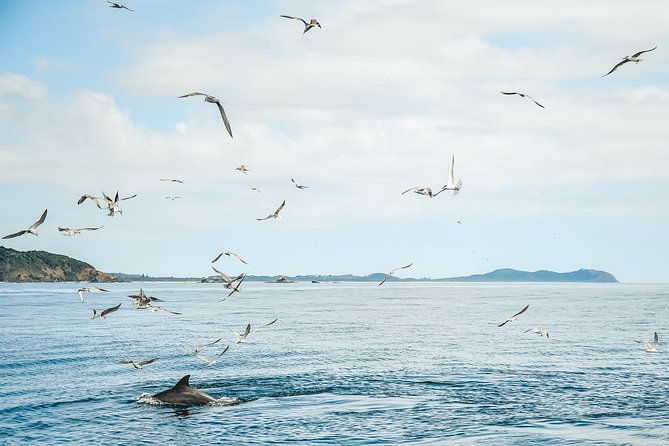 Cruise with Dolphins in Byron Bay - Lennox Head’s volcanic cliffs and coastal scenery