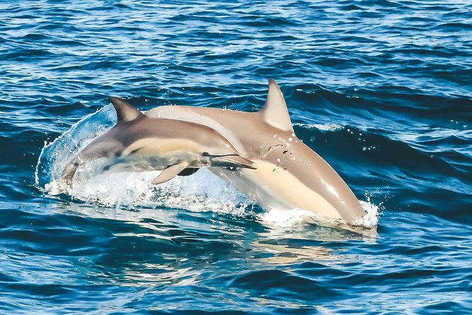 Cruise with Dolphins in Byron Bay - How the dolphin guarantee affects the value