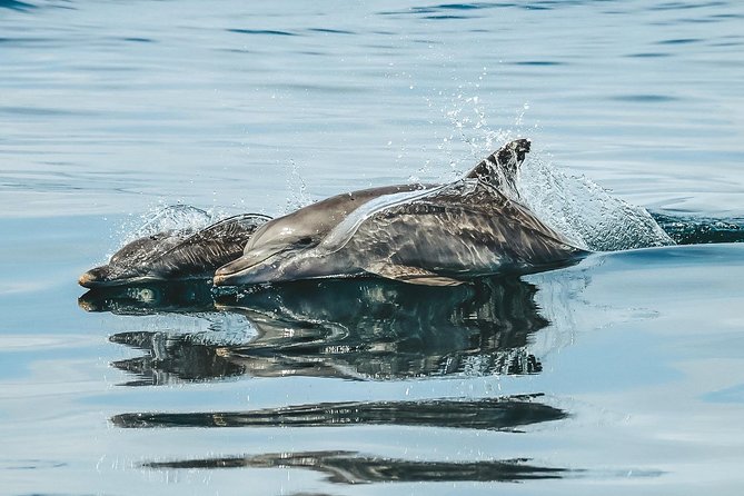 Cruise with Dolphins in Byron Bay - Is the Ballina dolphin cruise worth booking?