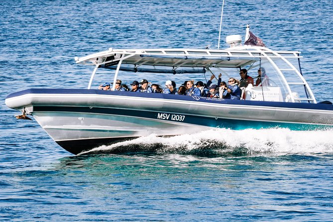 Cruise with Dolphins in Byron Bay - What happens during the 90-minute cruise