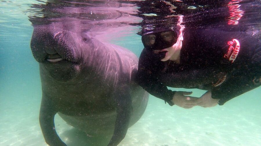 Crystal River: Snorkel with Manatees & Dolphin Airboat Trip - Key points at a glance
