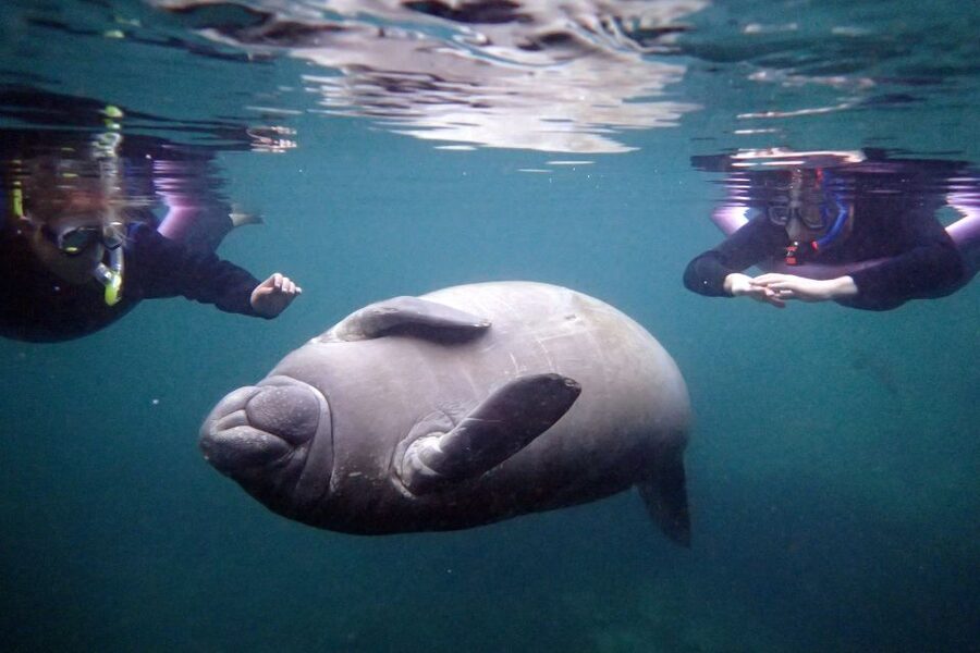 Crystal River: Snorkel with Manatees & Dolphin Airboat Trip - Start with three hours in Crystal River