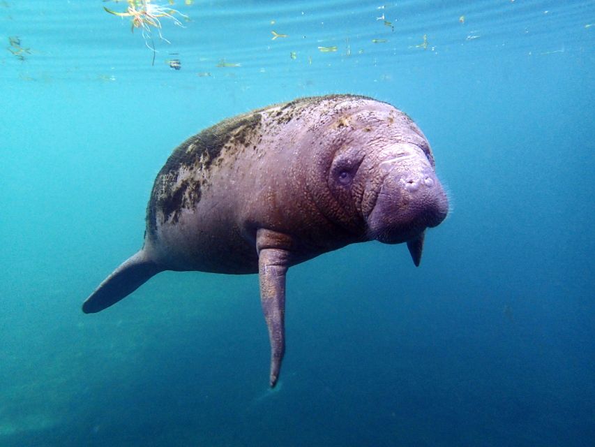 Crystal River: Snorkel with Manatees & Dolphin Airboat Trip - Why winter can be the best time for manatees