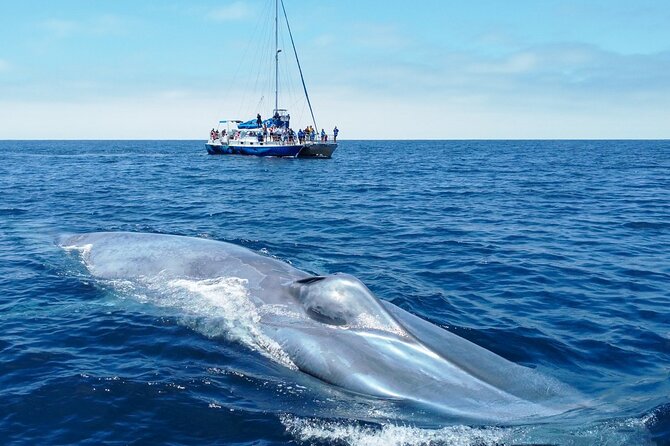 Dana Point Dolphin and Whale Watching with Underwater Viewing - The first sightings near shore